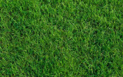 Bermudagrass: The Resilient Solution for High-Traffic Landscapes