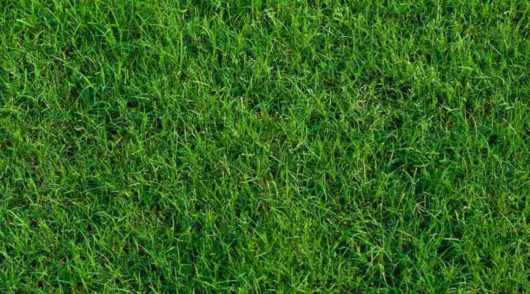 Bermudagrass: The Resilient Solution for High-Traffic Landscapes