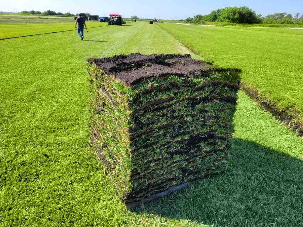 bermuda-grass-sod