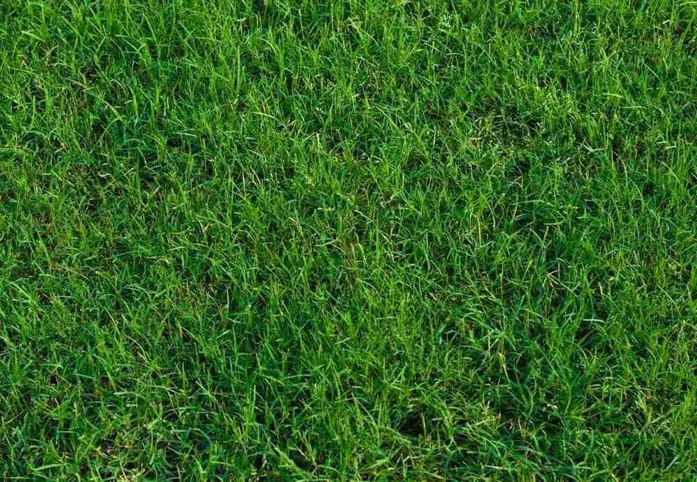 close-up-bermuda-grass