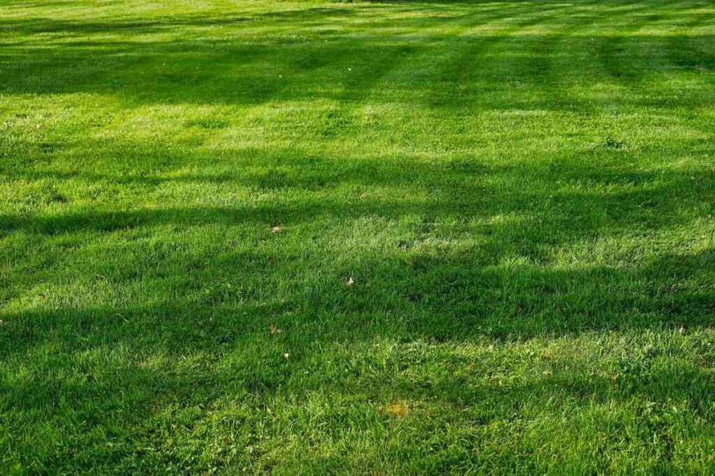 benefits-of-real-california-lawn